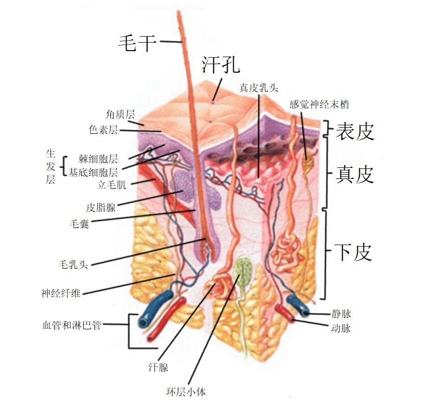 药物经皮吸收渗透
