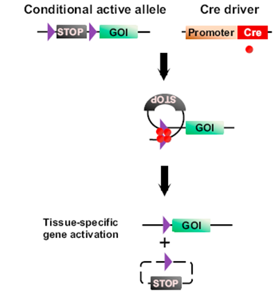 条件性基因表达小鼠原理示意图